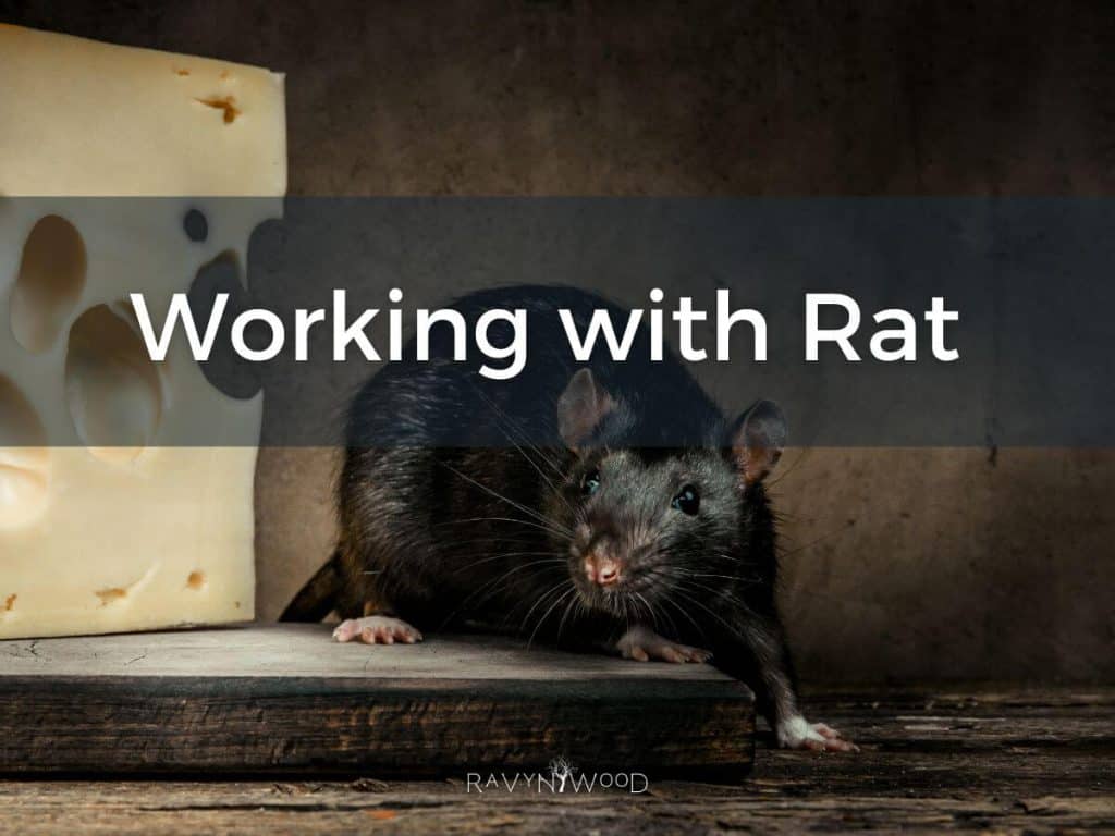 rat on a dark background with a slab of cheese to the right with the words working with rat across the image.