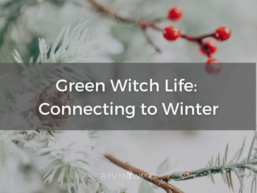 winter scene with evergreen and red berries in background with text green witch life: connecting to winter overlaid