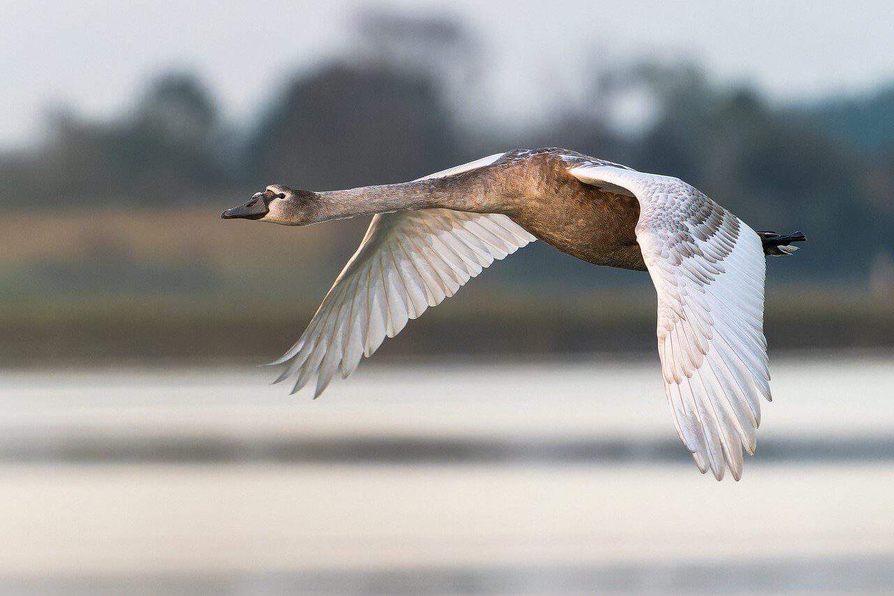 swan in flight over open water. 