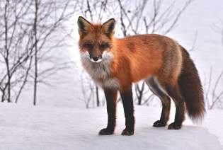 red fox in the snow 