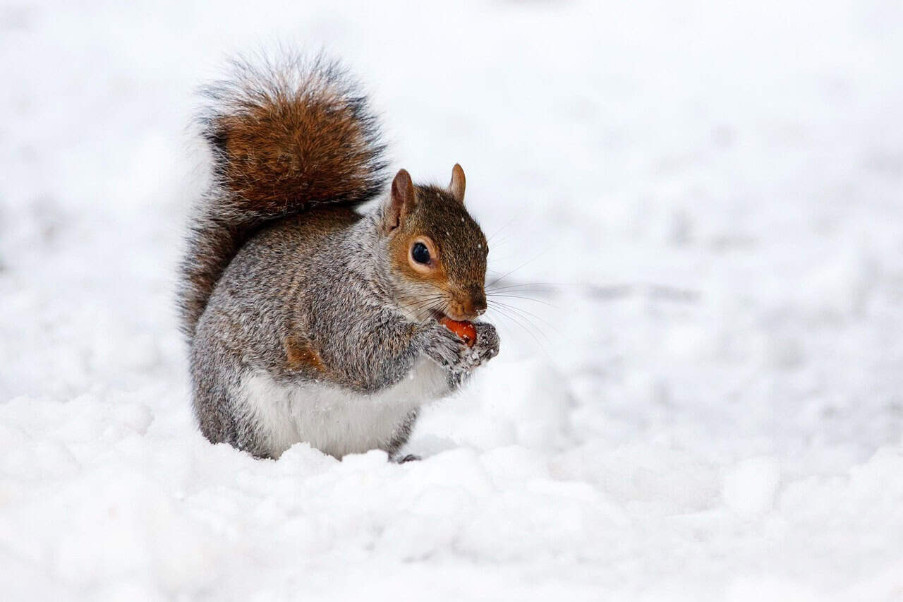 squirrel in the snow eating a red berry 