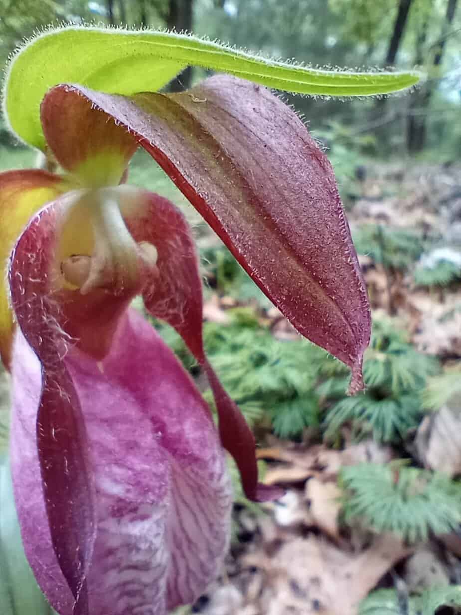 Simple Ways to Connect to Nature: Reclaim Your Link 7 Connect to nature through photography. This image is a lady slipper wildflower that I captured while in the woods.