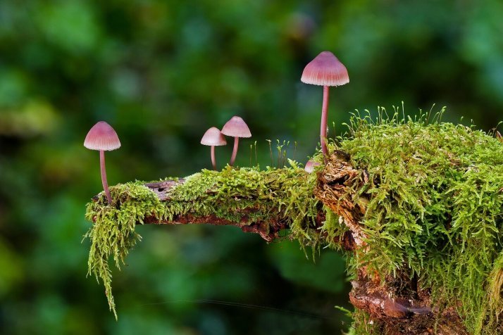 Simple Ways to Connect to Nature: Reclaim Your Link 4 connect to nature through flora and fauna image featuring small purple mushrooms on a mossy branch in a forest setting.