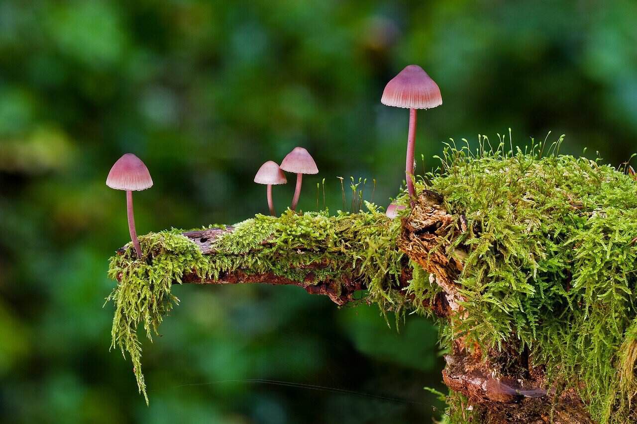 Simple Ways to Connect to Nature: Reclaim Your Link 4 connect to nature through flora and fauna image featuring small purple mushrooms on a mossy branch in a forest setting.