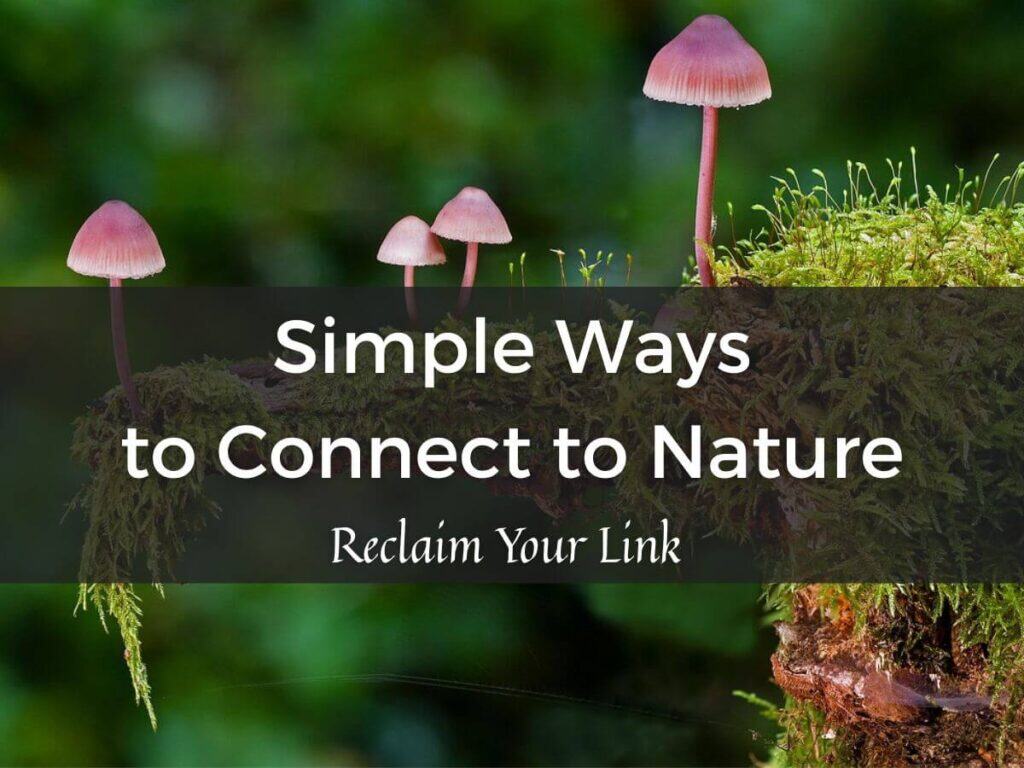 Connect to nature with simple ways to reclaim your link to the natural world blog post header featuring mushrooms in the background.
