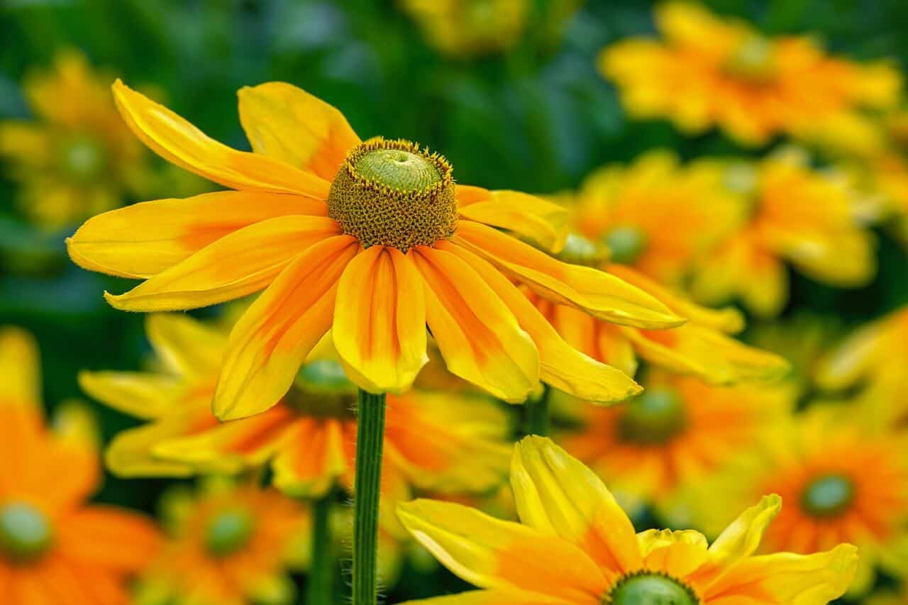 How to Create a Summer Solstice Ritual to Honor the Light 3 yellow echinacea blooms to signify the sun at summer solstice