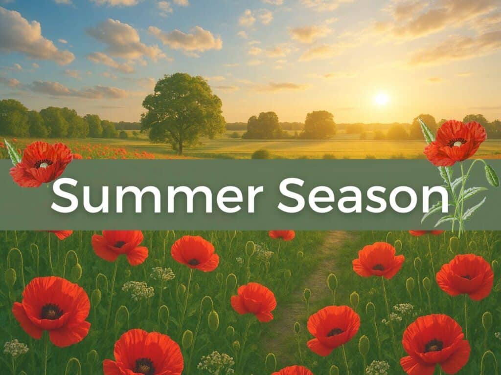 Summer Season, field of poppies and a tree in the background with a lowering sun. Celebrating the summer.
