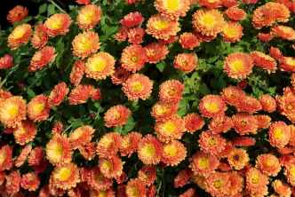 The Wheel of the Year: Celebrating Fall Equinox 3 chrystanthemums in pretty yellow/orange colors to illustrate the magick of September