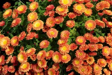 Green Witch Life: The Unique Magick of September 8 chrystanthemums in pretty yellow/orange colors to illustrate the magick of September
