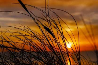 field of grain at golden hour when the sky is streaked with orange and colors and the sun is low. Grain fronds shown in foreground. celebrate late summer. 