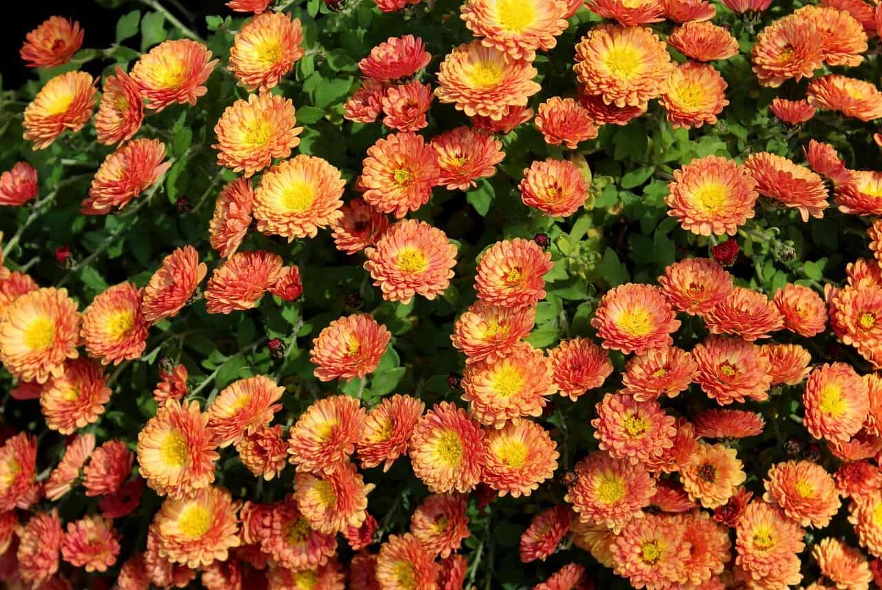 Green Witch Life: The Unique Magick of September 8 chrystanthemums in pretty yellow/orange colors to illustrate the magick of September