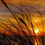 The Sacred Samhain Collection 1 field of grain at golden hour when the sky is streaked with orange and colors and the sun is low. Grain fronds shown in foreground