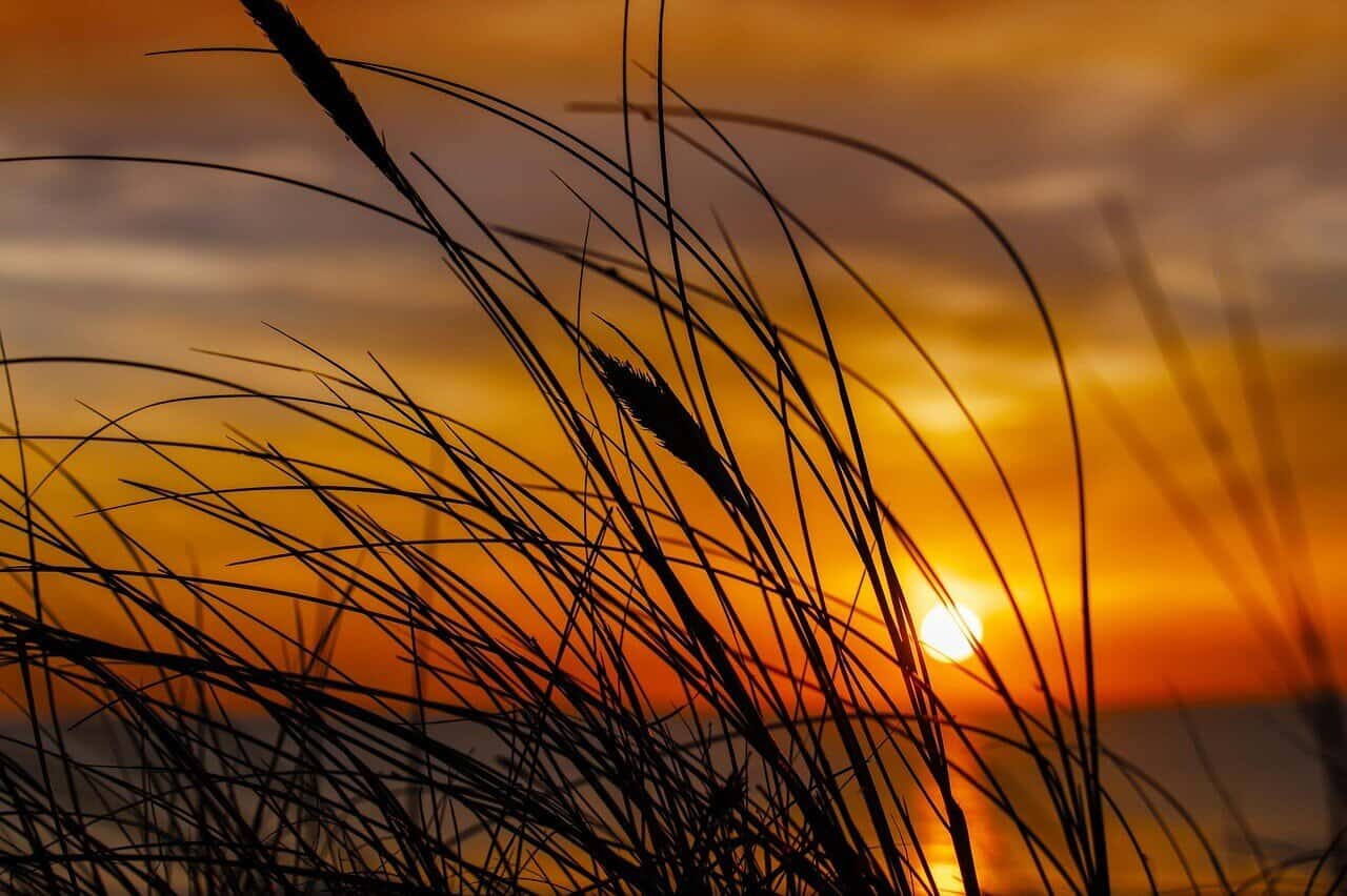field of grain at golden hour when the sky is streaked with orange and colors and the sun is low. Grain fronds shown in foreground