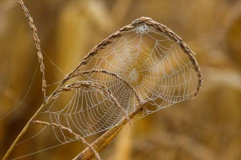 spider web shown in a fall setting strung between a weed symbolizing the green witch fall, season of letting go 