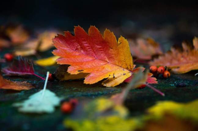 brightly colored leaf shown on the forest floor among other leaves. background is darkened to highlight the leaf. Symbolizing green witch fall. 