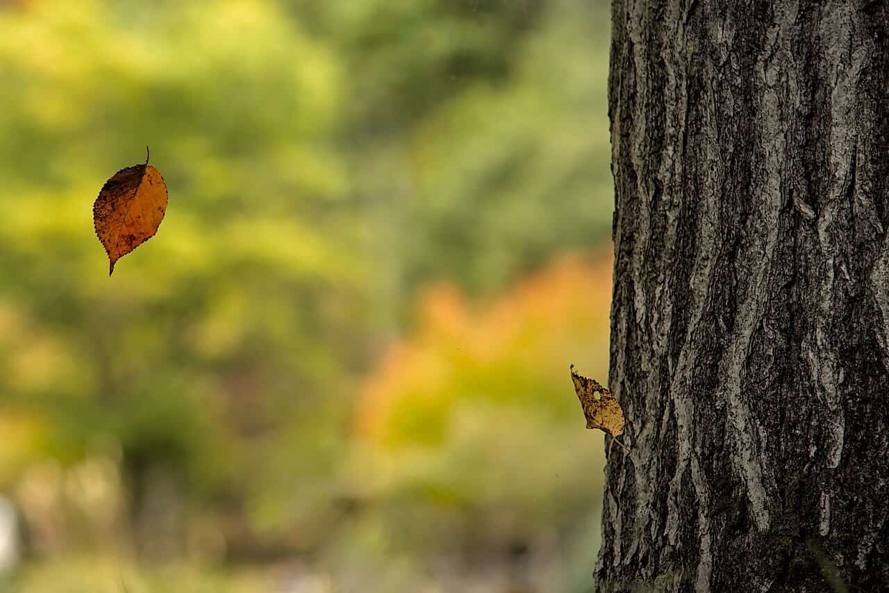 tree trunk shown to the right side of image with a single leaf falling from it and pictured to left of screen. Signals the release. 