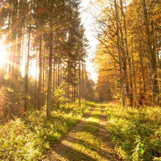 sun shining through trees and a path through the woods