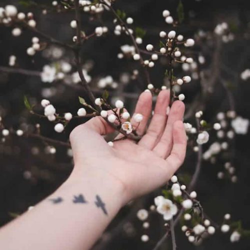 Ravynwylde - A Sacred Year Journey spring season image is an arm with birds tattoo, lightly holding small white blooms against a dark background
