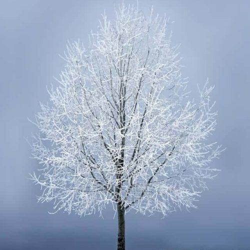 Ravynwylde - A Sacred Year Journey Winter Season image, showing a tree covered in snow over it's branches on a background of misty sky.