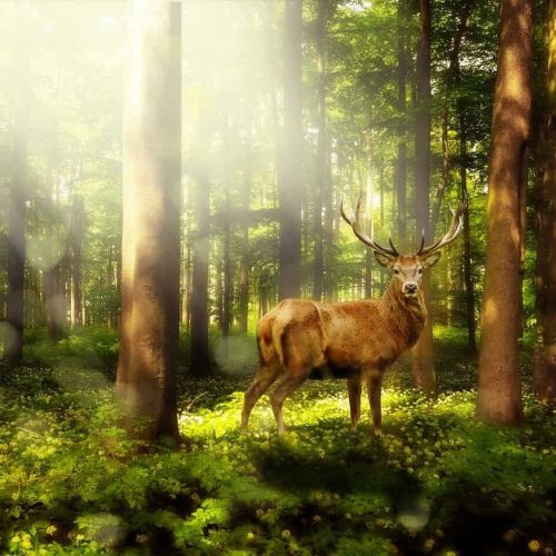 enchanted-forest-1785325_1280 (1) Ravynwylde is a year long journey for the green witch to reconnect with nature and in this photo is a stag in the forest.